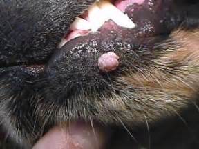 What does cancer smell like in dogs? My dog has a strange red mole thing it looks like an open ...
