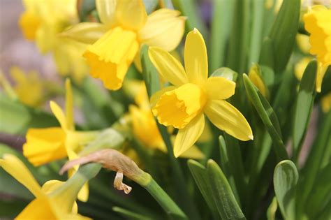 Easter Bells Daffodils Spring Free Photo On Pixabay Pixabay
