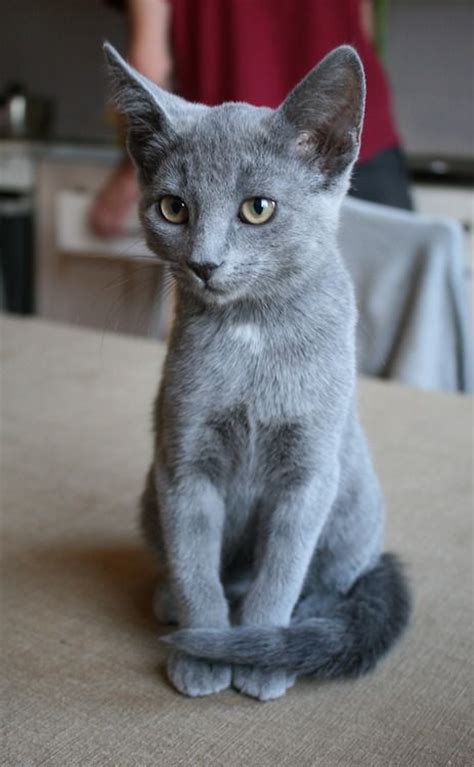 However, this does not mean that they will not trigger allergies since no cat is 100 % hypoallergenic. Dorian looked something like this when we got her at a ...