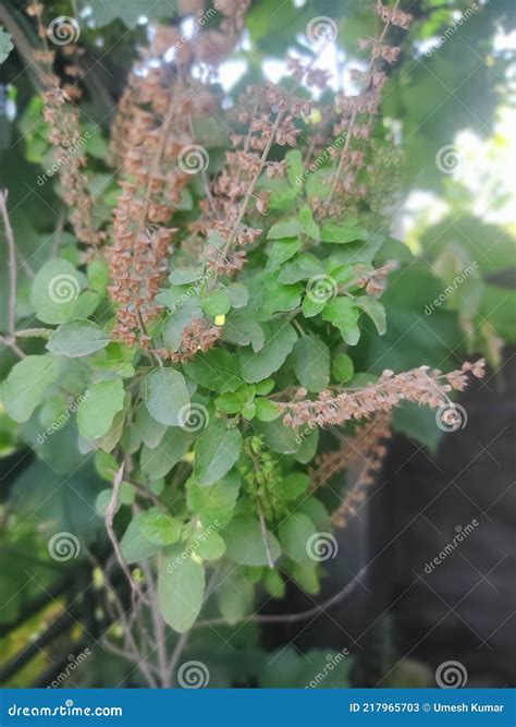 Green Indian Tulsi Plant Image Stock Image Image Of Outdoor Fully 217965703
