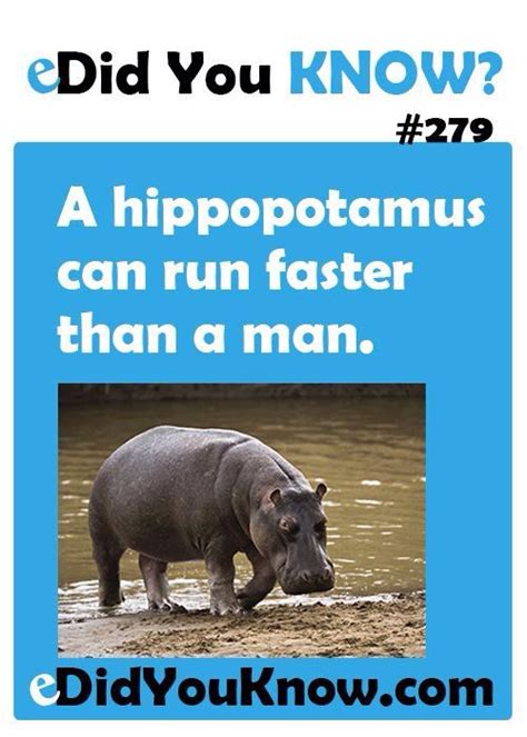 Hippo Fact A Hippopotamus Can Run Faster Than A Man
