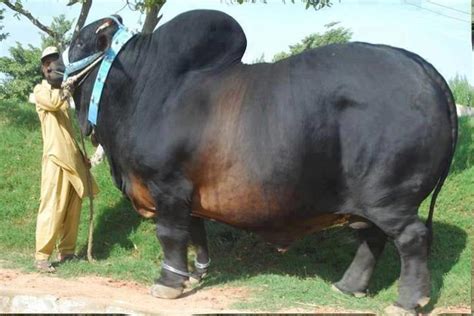 In anarchy reigns, big bull runs a gang out of an abandoned foundry in altambra. KKR TO RAISE Rs. 2000 Cr. FROM INDIAN INVESTORS - DO WE ...