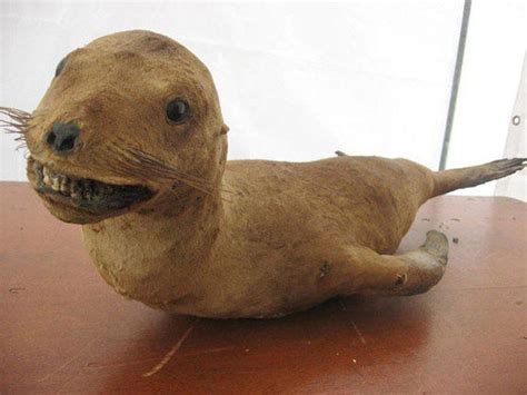 44 Taxidermy Fails That Are Pure Nightmare Fuel Creepy Gallery