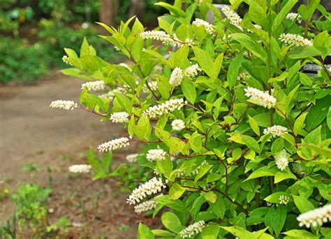 34 Native Plants For A Beautiful Garden Bob Vila