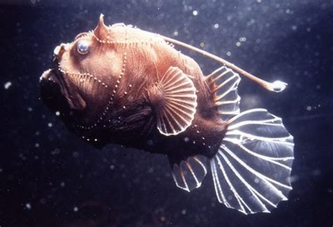 7 Unusual Deep Sea Creatures Animals Zone