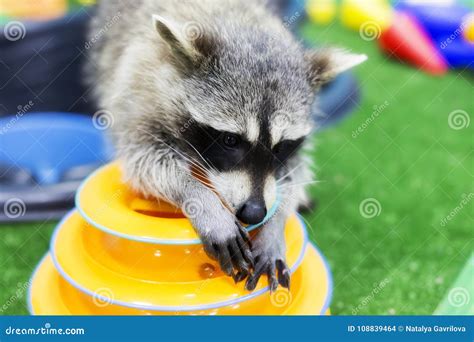Home Playful Raccoon Pet Stock Photo Image Of Brown 108839464