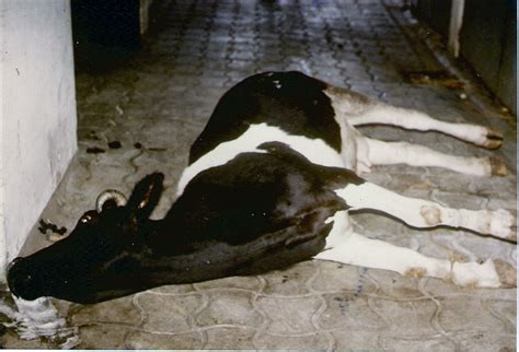 Infecções por Clostridium