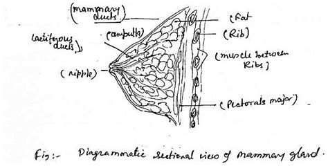 Describe The Structure Of Mammary Gland With Well Labelled Diagram