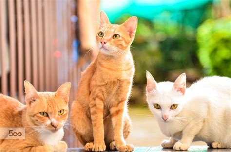 Three colorful cats | Cat colors, Cats, Color