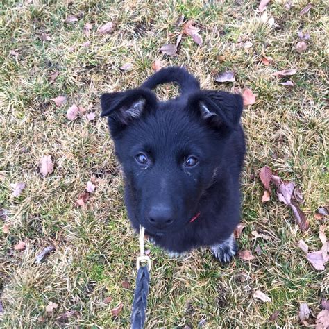 See more of german shepherd rescue of orange county on facebook. Oregon Washington Idaho German Shepherd Breeder | Grothaus ...