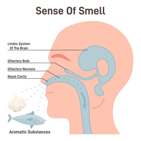 Sense Of Smell Mechanism Olfactory Neurons And Limbic Brain System