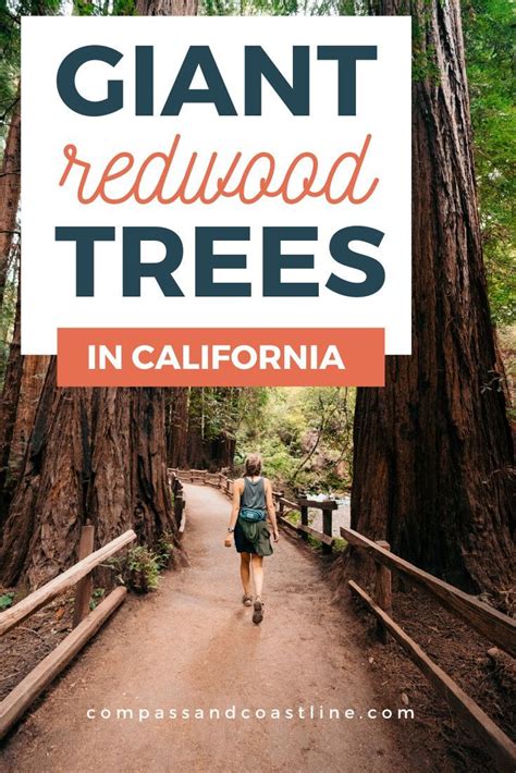 See Giant Redwoods In Ca Everything You Need To Know Redwood