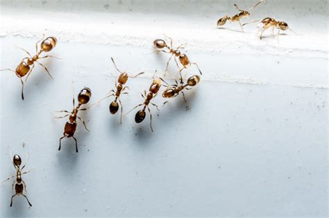 Wo ihr nest also nicht stört, sollten ameisen einfach in ruhe gelassen werden. Ameisen bekämpfen & erfolgreich vertreiben - Plantura