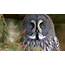 Want To Read About The Superb Owl Click Here  New York Times