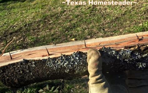 Honey Locust Trees Useless Yet Useful ~texas Homesteader~