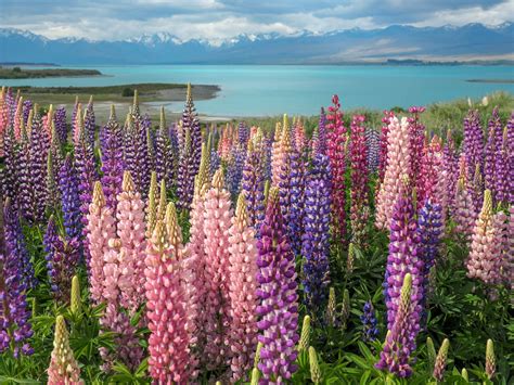 Fields Of Colorful Lupine Growing Along A Stunningly Blue Lake That Is