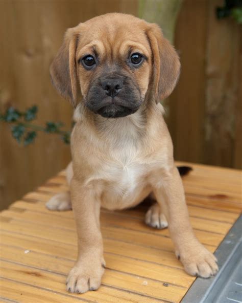 Puggle Puppies For Sale Egham Surrey Pets4homes