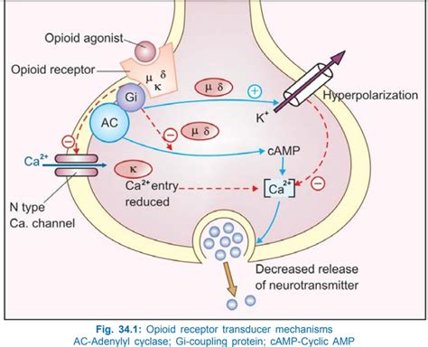 Opioid Receptors Pharmacology