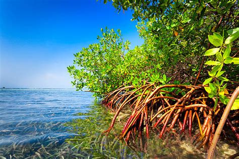 Best Info Of Climate Of The Mangrove Forest Royal Sundarban Tourism 2024