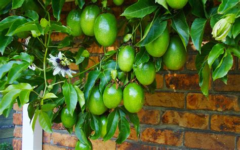 How To Get Rid Of Passionfruit Spots Kings Plant Doctor