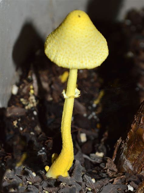 A Pretty Yellow Mushroom That Appeared After The Rain Mushroom