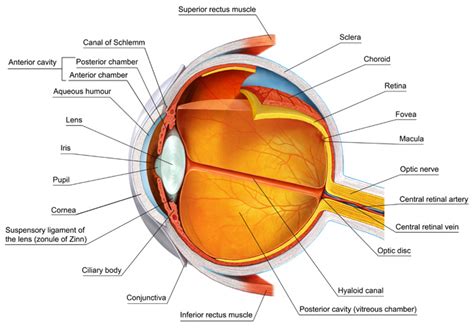 Maybe you would like to learn more about one of these? √ 9+ Anatomi Mata dan Menjaga Kesehatan Mata (Lengkap ...