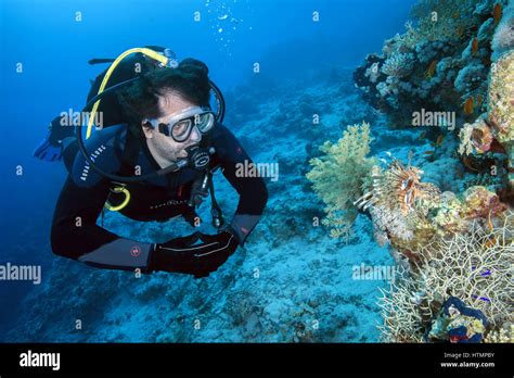 Male Scuba Diver Looks At Red Lionfish Pterois Volitans Red Sea