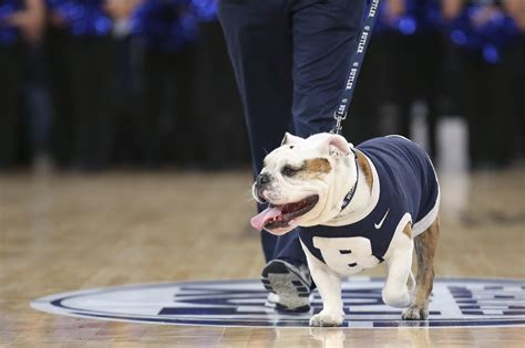 21 Photos Of Butler Universitys Adorable Bulldog Mascots