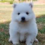 Japanese Spitz - Puppies, Rescue, Pictures, Information, Temperament
