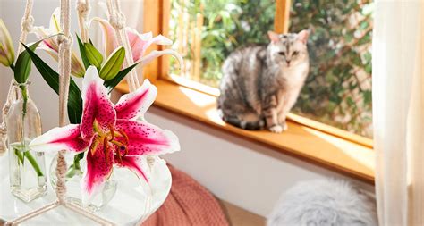 After all, your cat's safety is important. Which Plants Are Poisonous to Cats? A Complete Guide