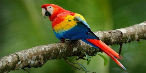 Scarlet Macaw In The Wild And Complete Care Guide For Pets Your Parrot
