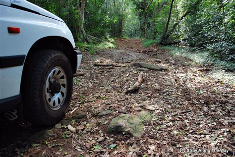 Adventure Through The Ongoye Forest Reserve Stray Along The Way