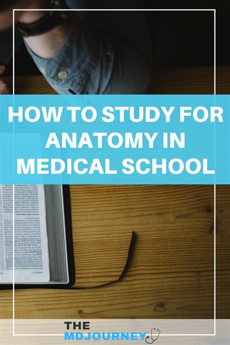 3 Ways To Better Study For Anatomy In Medical School Themdjourney