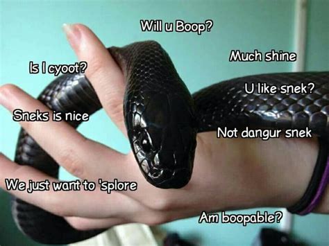 Yes You Are Very Boopable Tiny Snek I Will Boop You If You Wish Cute
