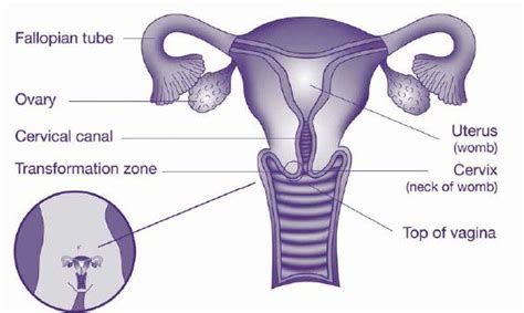 how cervical screening works australian government department of health