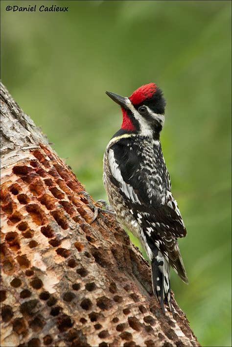 Choose a temperature scenario below to see which threats will affect this species as. The Story Behind the Image 1 - Yellow-bellied Sapsucker