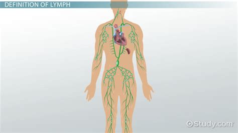 Simple Lymph Node Diagram