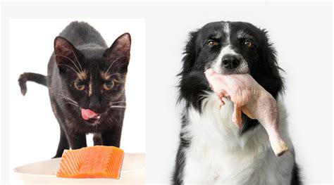 Are Cats And Dogs Carnivores Or Omnivores