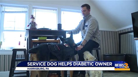 This Service Dog Is Trained To Help His Diabetic Owner Detect Insulin