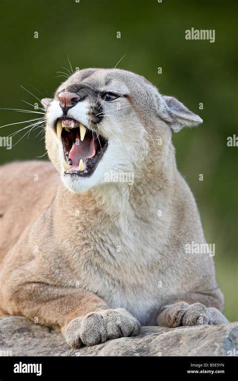 Mountain Lion Cougar Felis Concolor In Captivity Sandstone