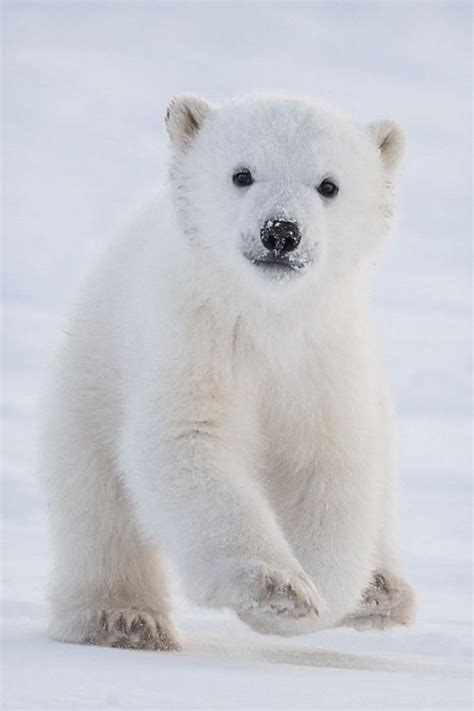 Pin On Panda And Polar Bears