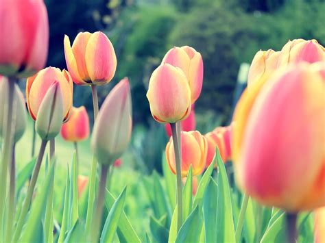 Pink And Yellow Tulip Flowers Tulips Dutch Netherlands Flowers Hd