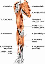 They originate on the collar bone and shoulder blade, and insert onto the humerus. muscles of the arm anterior view - ModernHeal.com