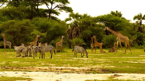 Tarangire National Park Tanzania Well Kept Secret
