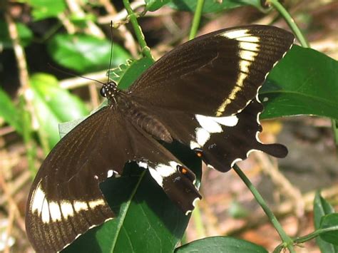 Papilio Fuscus Australian Butterflies