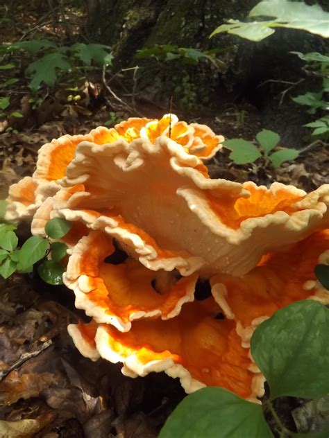 Vegans Living Off The Land Foraging Chanterelle And Chicken Of The Woods