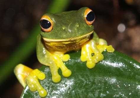 Orange Thighed Frog Wikipedia