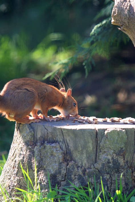 Red Squirrel Free Stock Photo Public Domain Pictures