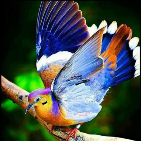 🔥 50 Beautiful Exotic Birds Photos Wallpaper Wallpapersafari