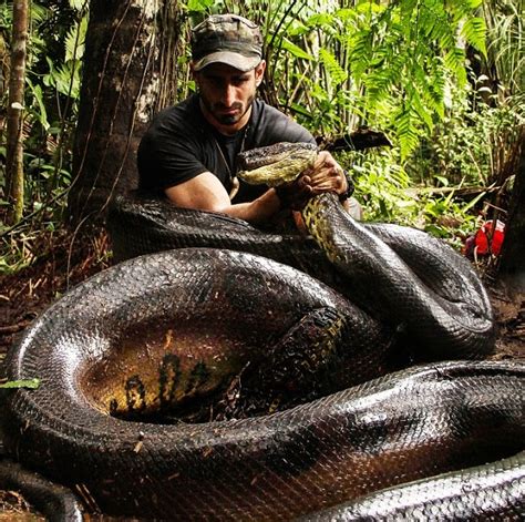 Amazing Stories Around The World Interesting Anaconda Snake Facts